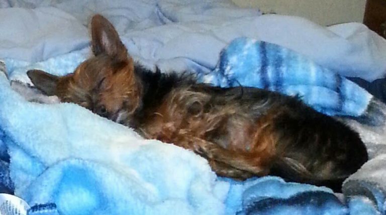 Alone, Terrified and Starving, Dumped Dog Gets Rescue and Amazing Transformation