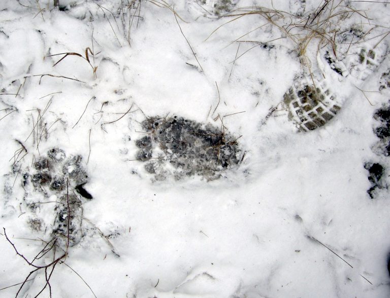 Identify These Mysterious Animal Tracks 1