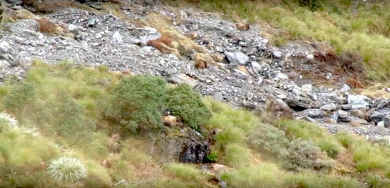 Find The Hidden Animals 1