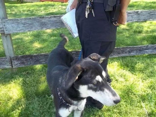Stray Husky Mix Teaches Couple How Much He Loves To Escape And How Much He Loves Them